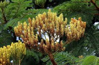 Faveiro (Dimorphandra mollis)