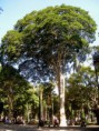Pau-Ferro (Caesalpinia leiostachya var. ferrea)