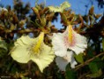 Pau-Terra Liso (Qualea multiflora)