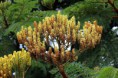 Faveiro (Dimorphandra mollis)